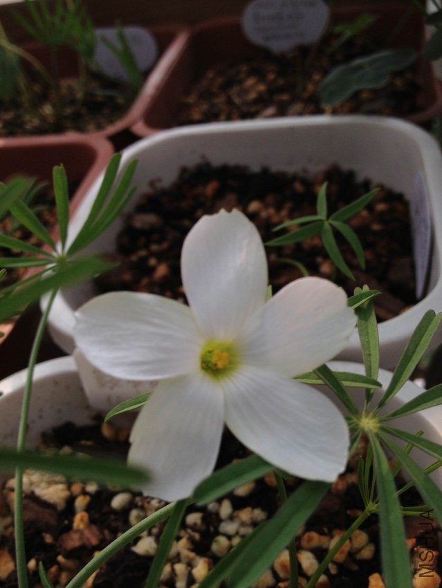Oxalis smithianan 20121010 004.JPG