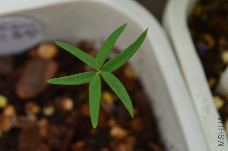 Oxalis smithianan 20121013 001.JPG