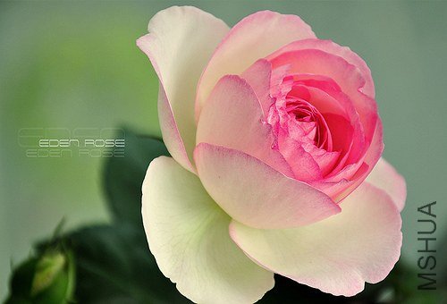 5682954810_67d3b780b9.jpg