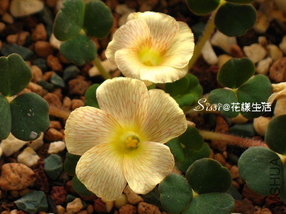 OX �ձ����� 1.jpg