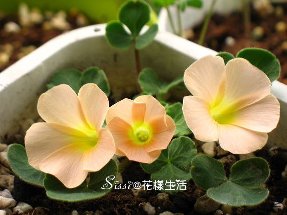 Oxalis pulchella var. tomentosa 1.jpg