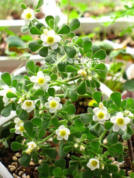Oxalis anomala 1.jpg