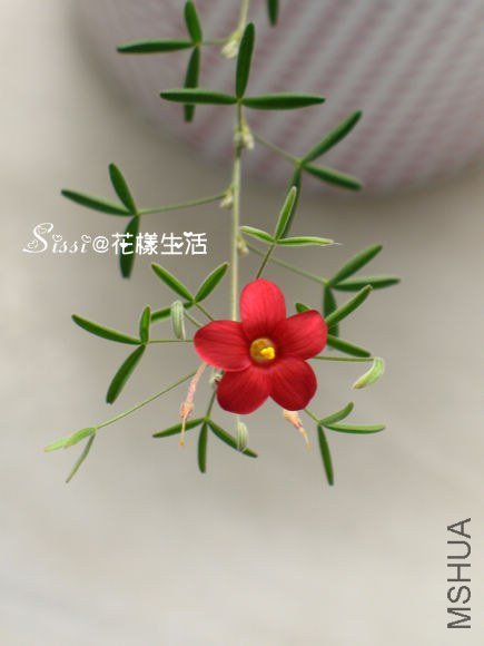 ���޺� 1.jpg