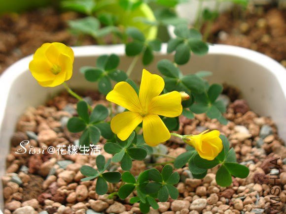 OX ��Ҷ���� 2.jpg