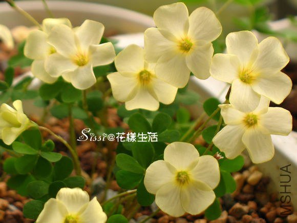 Oxalis perdicaria �׺���.jpg