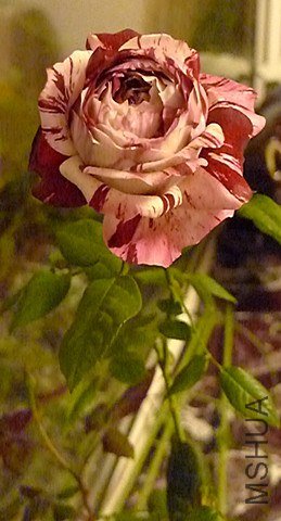 L1010989_����.jpg