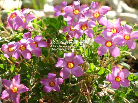 Oxalis callosa5.jpg