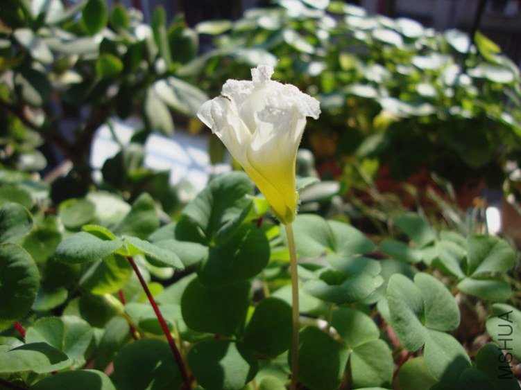 DSC09813_����.jpg