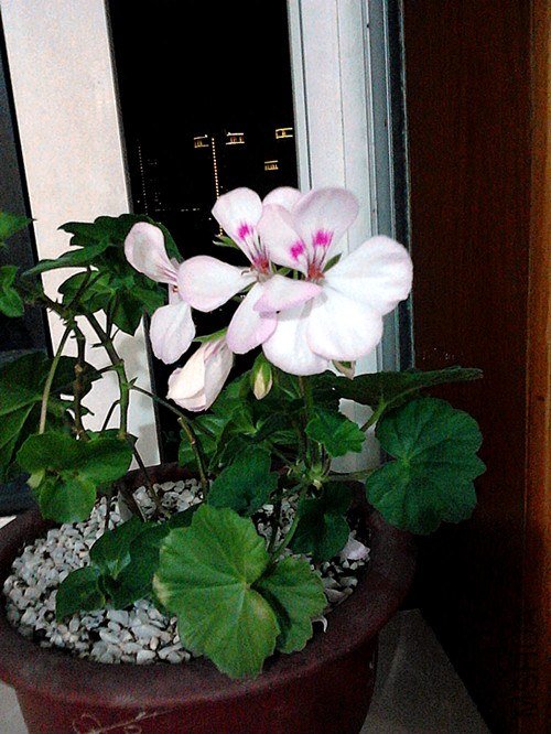 IMG_20121116_215924.jpg