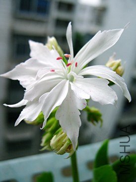 IMG_7108gai.jpg