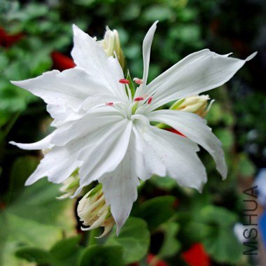 DSC07373gai .jpg