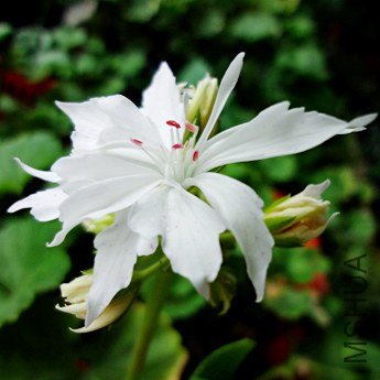 DSC07376gai .jpg