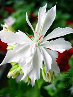 IMG_7096gai .jpg