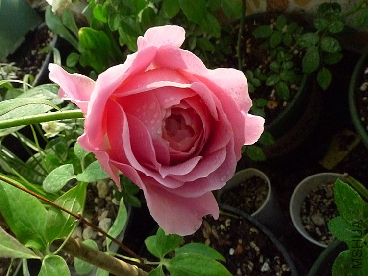 L1020015_����.jpg