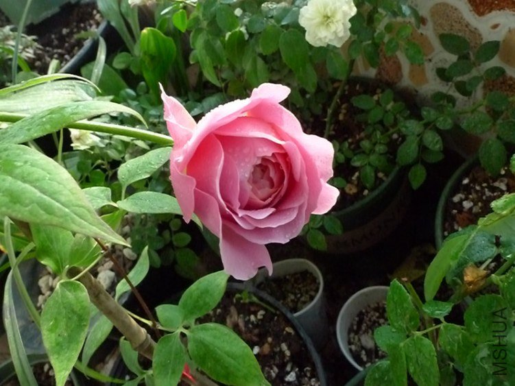 L1020013_����.jpg