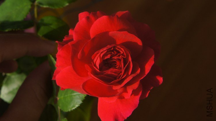 DSC02650.jpg
