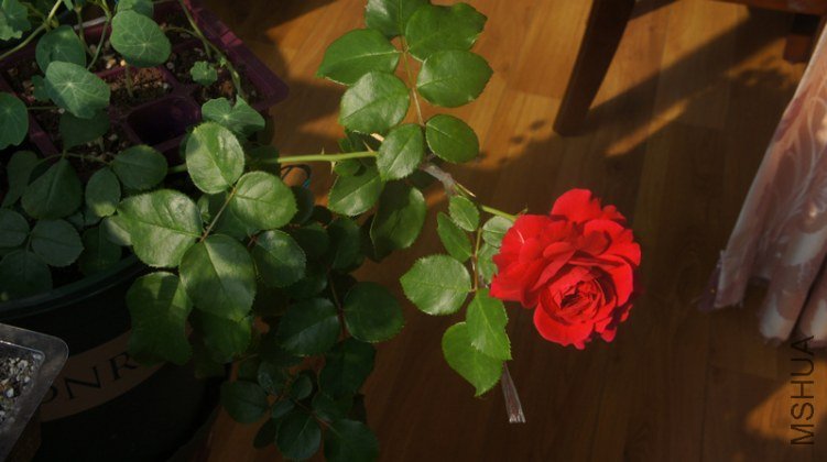 DSC02652.jpg