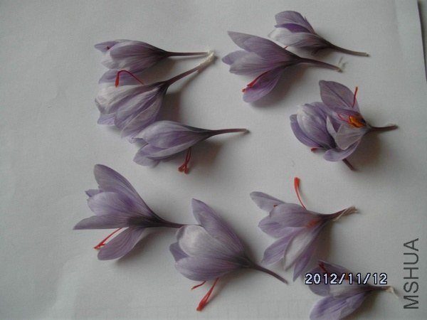 DSCK1184.jpg