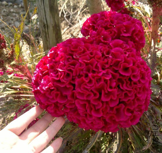 2012-11-17-864.jpg