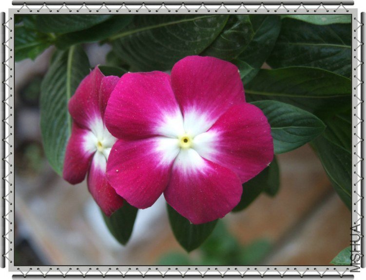 DSCF9871_����.JPG