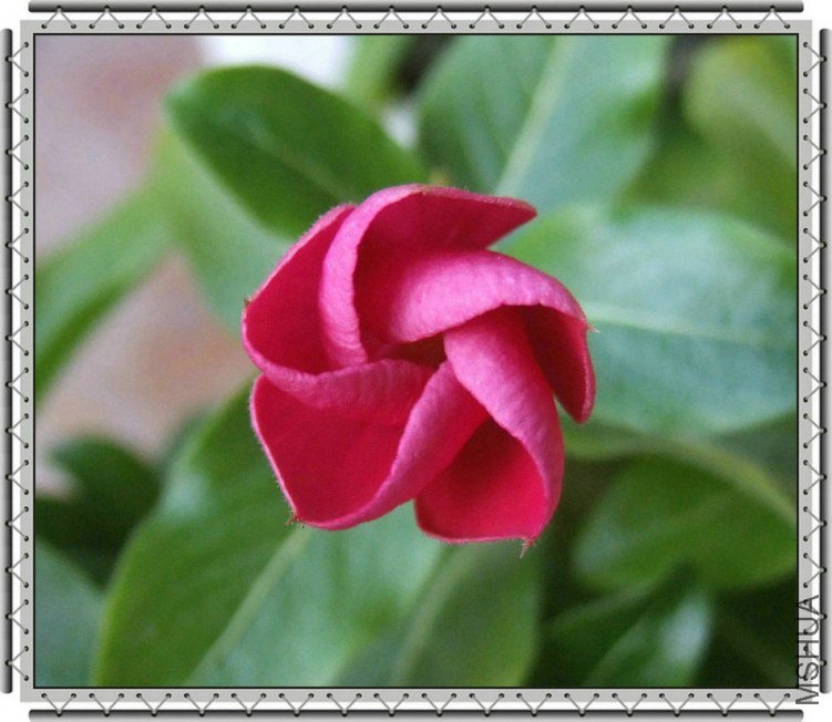 DSCF9901_����.JPG