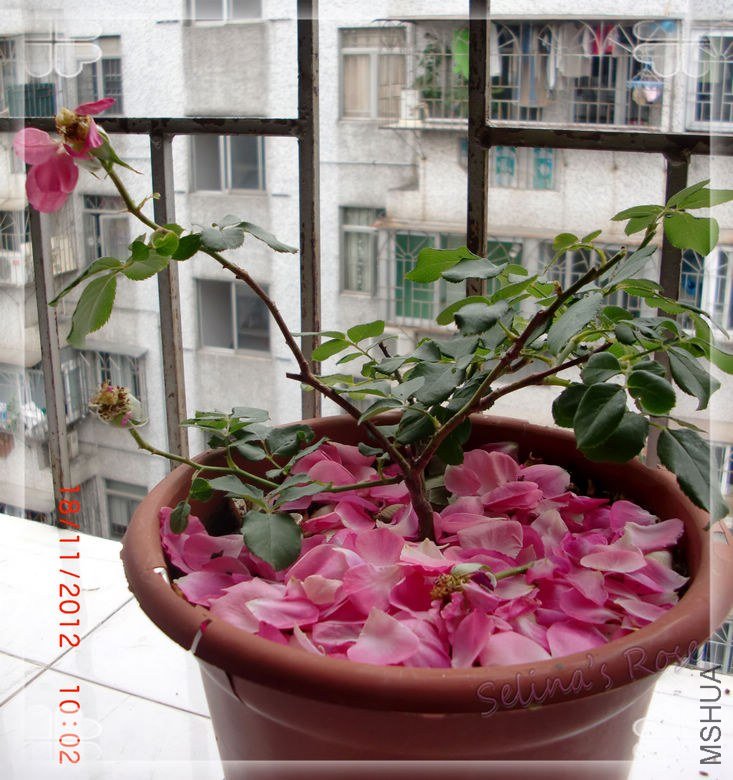 nEO_IMG_CIMG7008.jpg