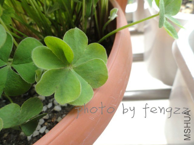 ���찡��ľ��