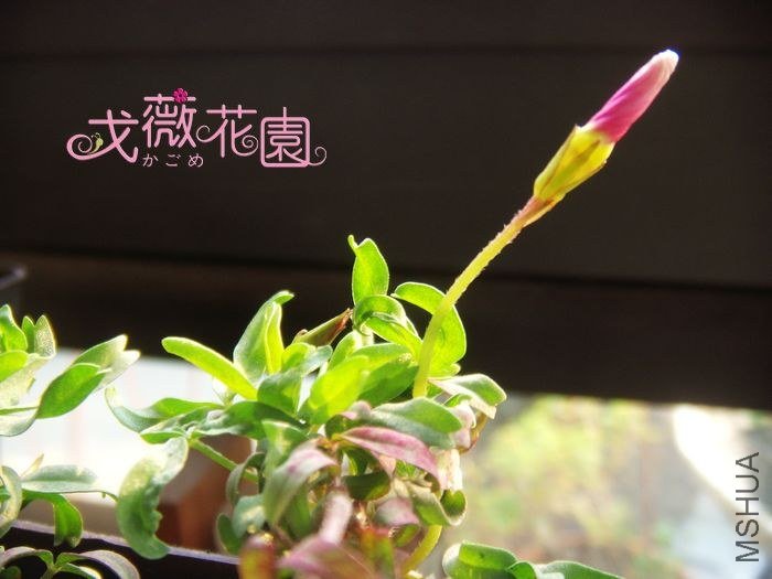 ���Ǿ����黨����֮�Է۰ס�