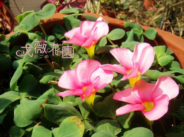 ��ܽ�غ�ïʢ����Ҳ�ܶࡣ