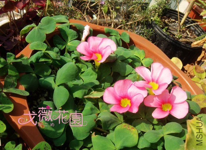 �����б��������š�