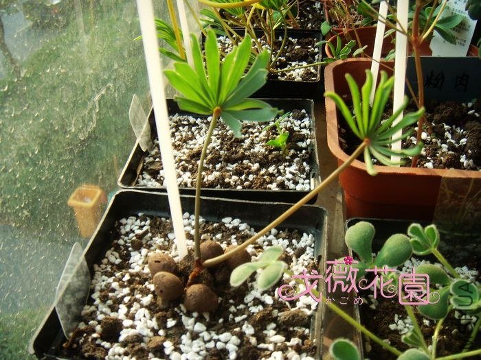 ֻ����ƬҶ�ӵ������צ�ӡ�