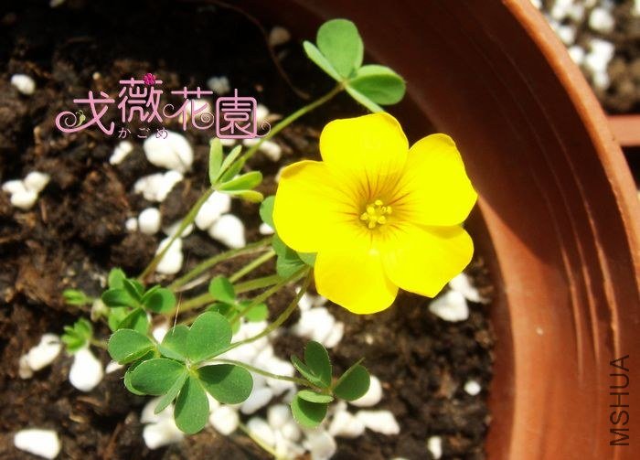 ��ô�Ķ��Ĳ��ã���ʵ����ɫ�����Ļƺ���