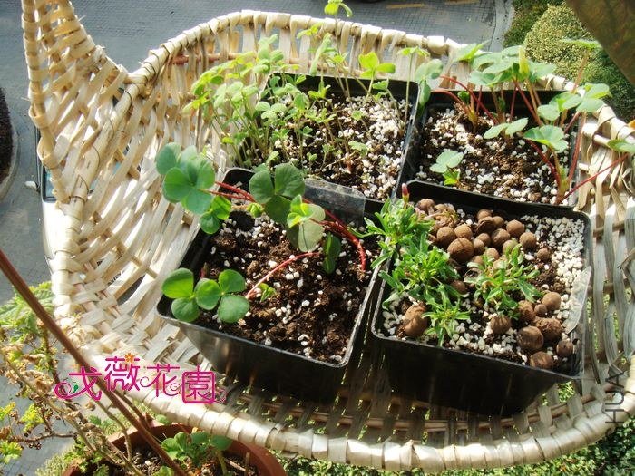 ���Ⱪɹ����һֻ��