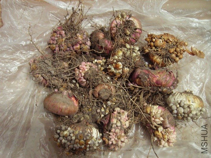 PICT2313.JPG