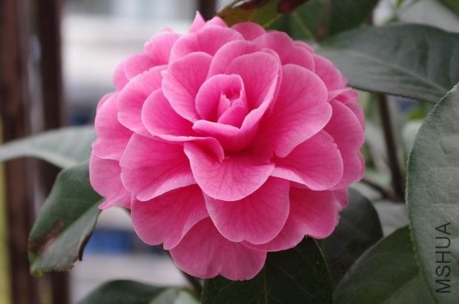 ������С IMGP0442.JPG