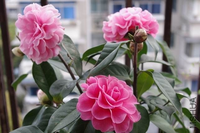 ������С IMGP0444.JPG