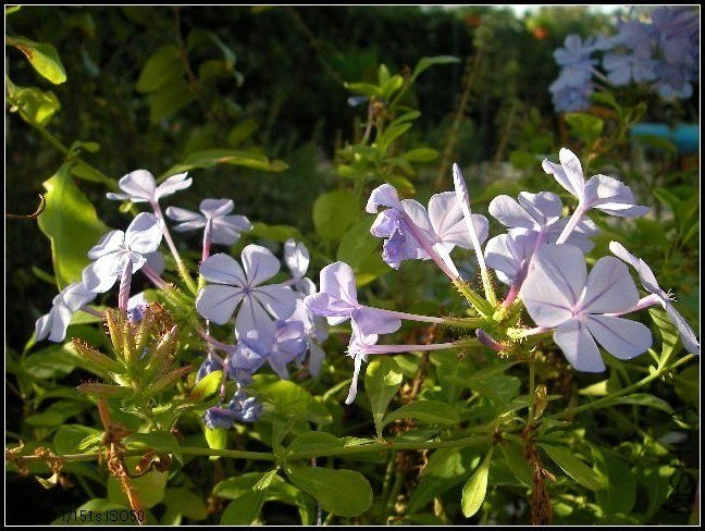 SANY0376.JPG