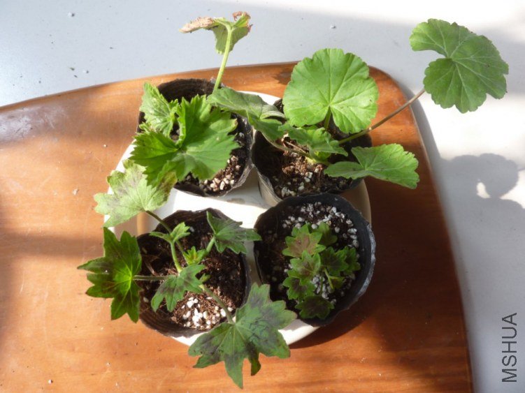P1170008_1000x750.JPG