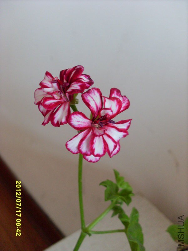 SL387537.JPG