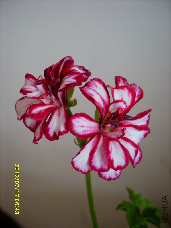 SL387539.JPG