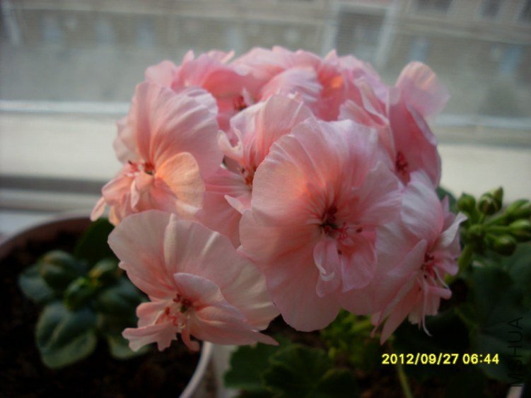 SL387818.JPG