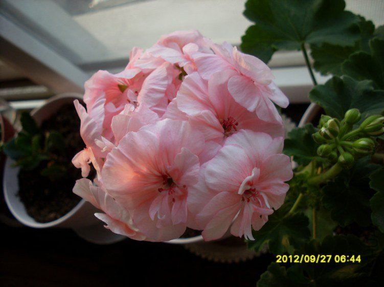 SL387819.JPG