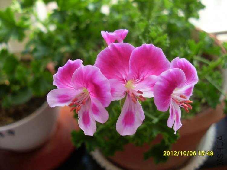 SL388149.JPG