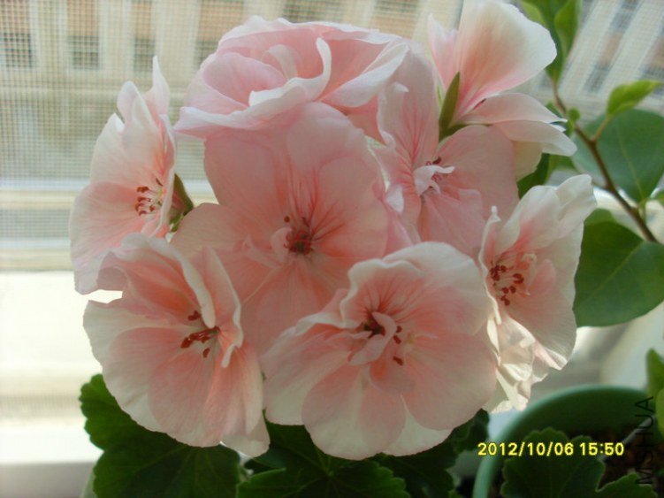SL388154.JPG