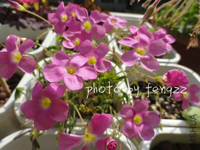 �����붬��úú�