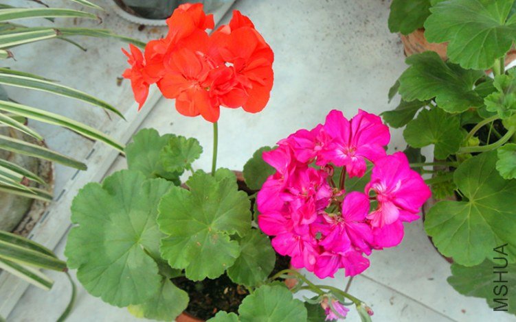 DSC01098_����.jpg