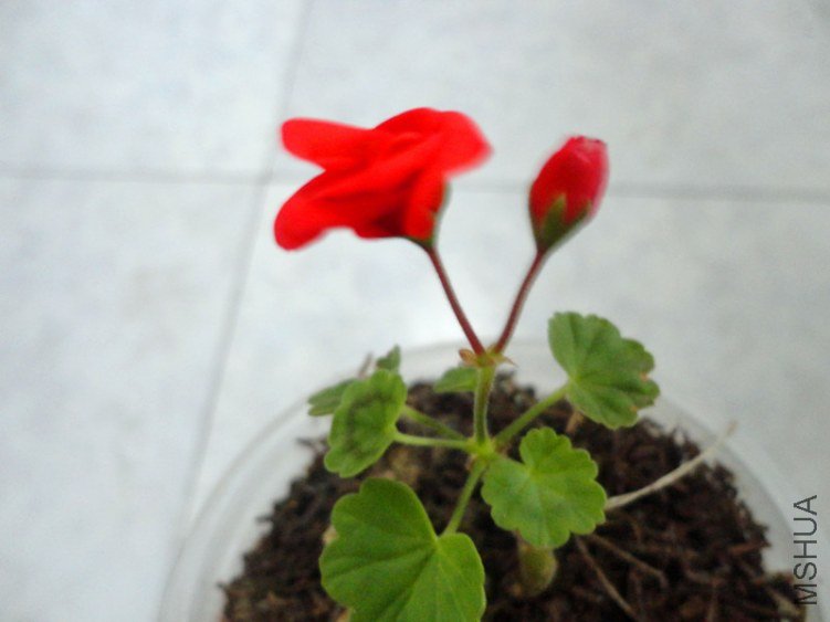 DSC01120_����.jpg