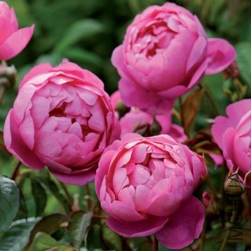 �ʼ���䣨Royal Jubilee�����зḻ��ˮ����ζ��Ӧ��˵��һ���е���ζ�����ͺ��ܺ���