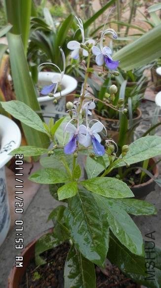 ������С SAM_0301.JPG