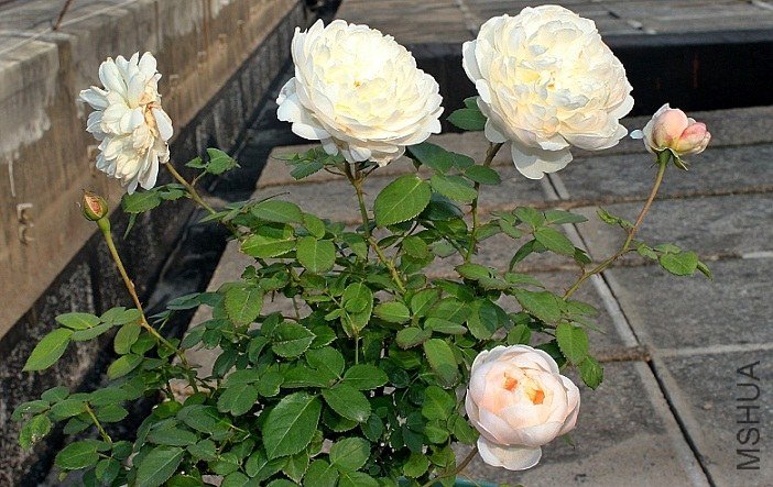 IMG_1550.JPG